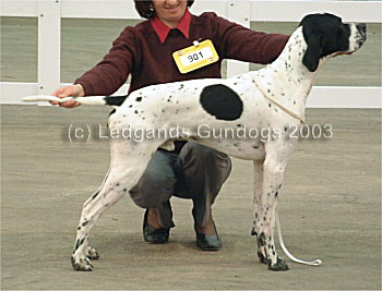 1st Junior Dog